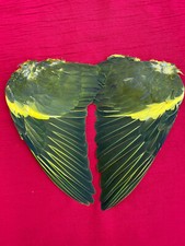 feathers bird wings dove art craft hats cosplay fancy dress display fashion