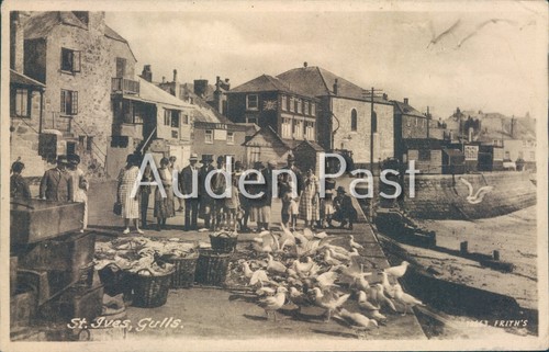 Ives cornwall gulls - st.,