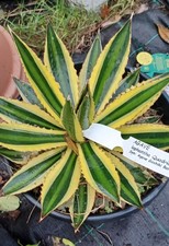 Agave Quadricolour Green