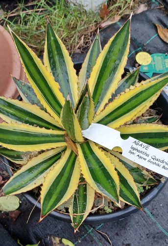 Agave quadricolour green - agave,