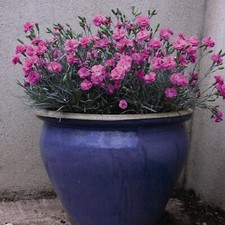 Dianthus 'Tickled Pink' -