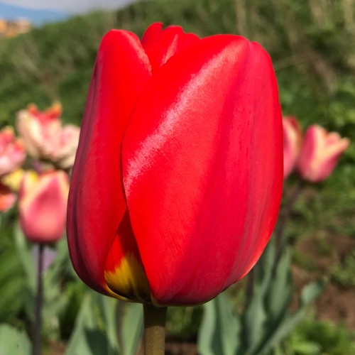 10x classic apeldoorn tulip - classic,