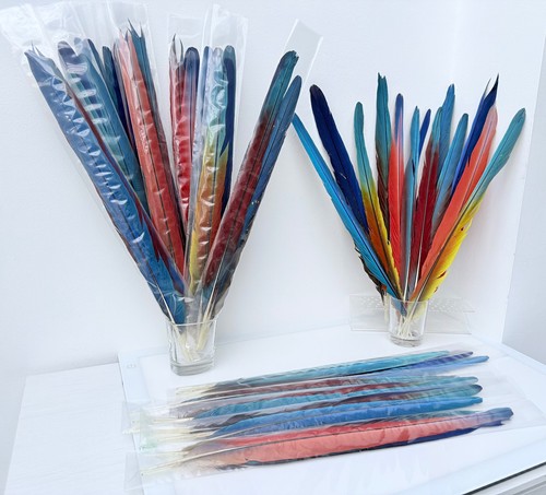 Parrot macaw feather - parrot,