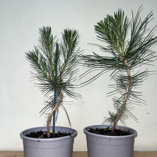 Black pine tree - bonsai, starter