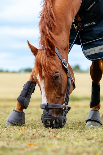 Lemieux noma horse grazing - lemieux,