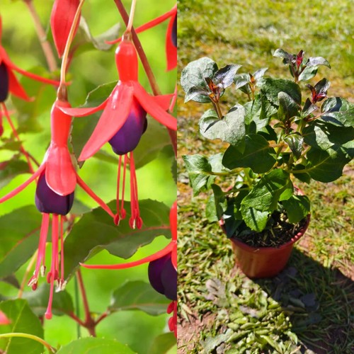 Hardy fuchsia mrs - 1x,