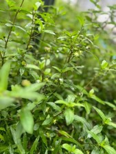 Organic Eclipta Prostrata