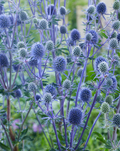 Eryngium planum blue sea - 2,