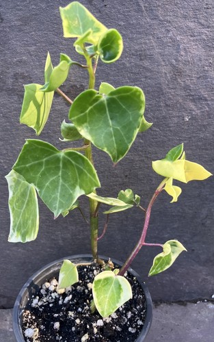 Senecio macroglossus - senecio,