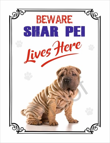 Beware shar pei lives - beware,
