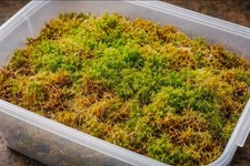 Litres fresh sphagnum moss - sphagnum,