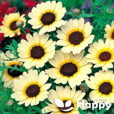 CORN MARIGOLD - EASTERN STAR - 300 seeds - Chrysanthemum segetum - ANNUAL FLOWER