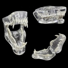 Transparent Dental Animal