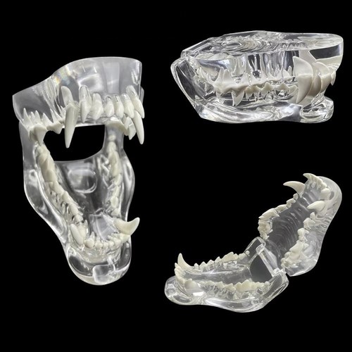 Transparent dental animal - transparent,