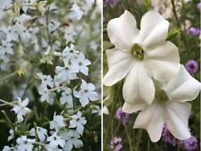 Jasmine Tobacco | Nicotiana Alata Grandiflora  | 500+ seeds | Heavenly Scent