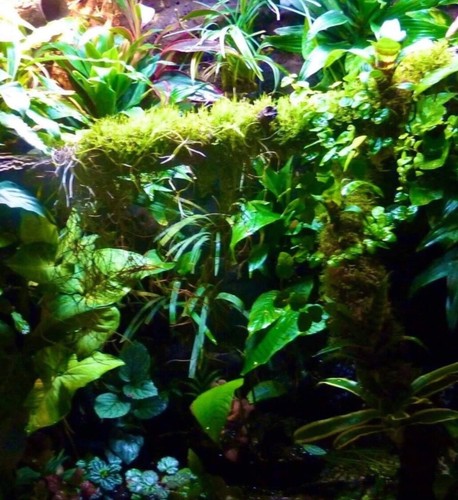 Bioactive terrarium decor kit - bioactive,