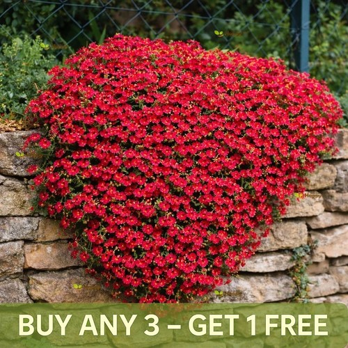 Rock cress cascade red - red,