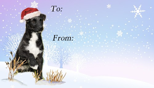 Patterdale terrier dog - patterdale,