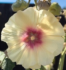 Hollyhock Giant Single Mixed Seeds, Alcea Rosea, 1g~80 Seeds, Cottage, Bees?