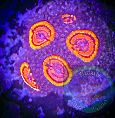 Saf twizzler zoanthid - zoanthid, coral