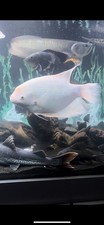 Platinum Giant Gourami 16-17