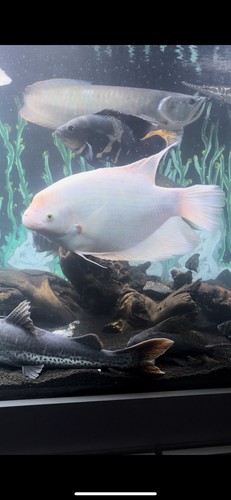 Platinum giant gourami 17 - giant, 16-17