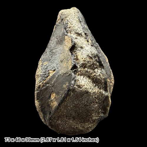 Fossil dinosaur bone wessex - dinosaur,