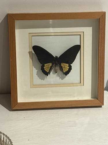 Framed troides helena birdwing - helena,
