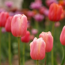 Tulip Menton Flower Bulbs