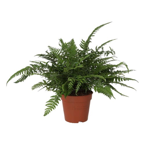 Korean rock fern polystichum - rock,