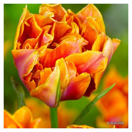 Tulip orange nassau bulbs - tulip,