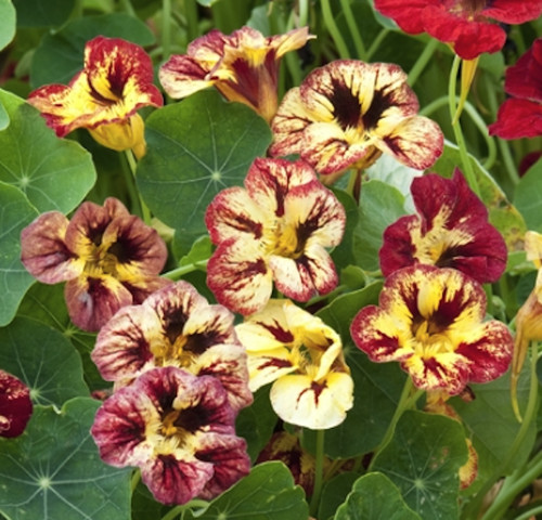 Nasturtium bloody mary plug - nasturtium,
