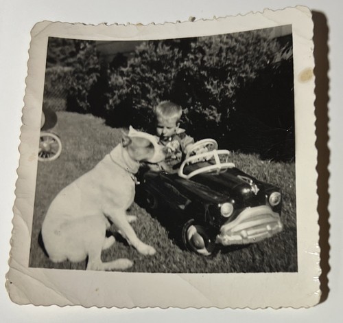 1951 little boy - boy, boxer