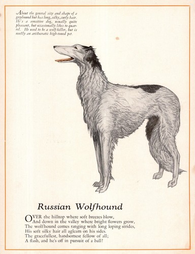 1920s antique borzoi print - 1920s,