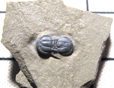 Cambrian Itagnostus Peronopsis