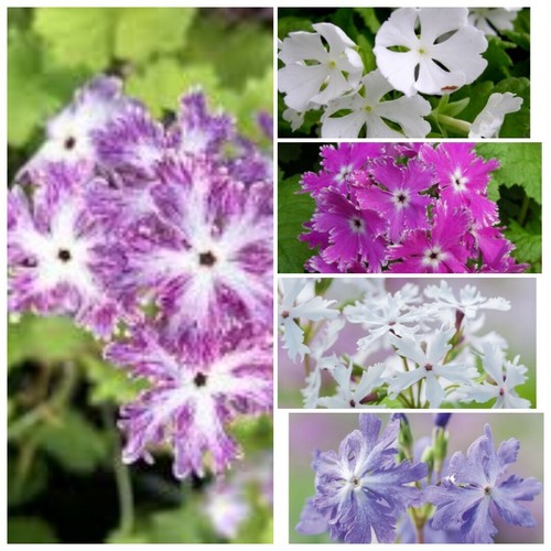 Primula sieboldii sakurasoo - primula, sieboldii-