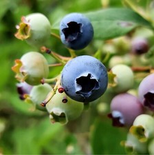 1 x Blueberry Plant Bluecrop -