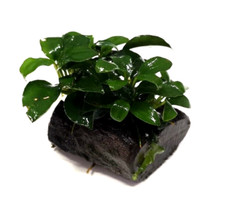 Anubias Nana Petite on Nano