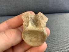 Fossil crocodile vertebra bone - crocodile,