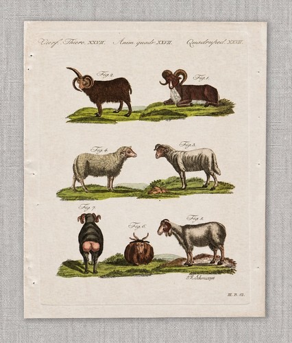18thc hand colored engraving - colored,