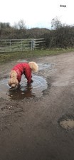 Red Hurtta Dog Overalls