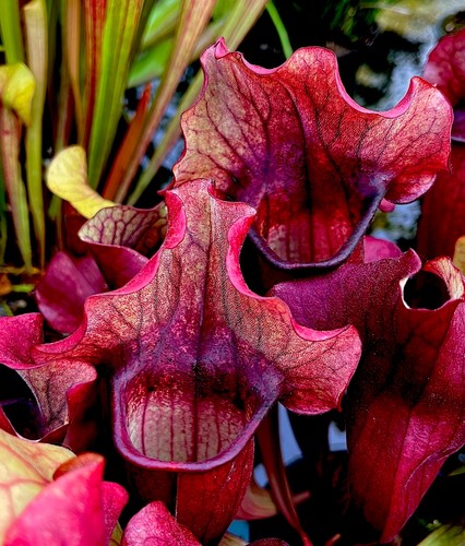 Sarracenia true blood - sarracenia,