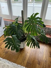 Monstera Deliciosa Swiss