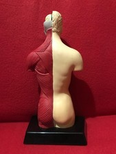 anatomy model