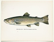BROOK TROUT/ LAKE TROUT Vintage Fish Print 1960s Book Plate
