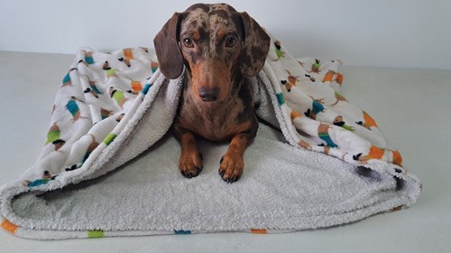 Dachshund handmade snuggle - dachshund,
