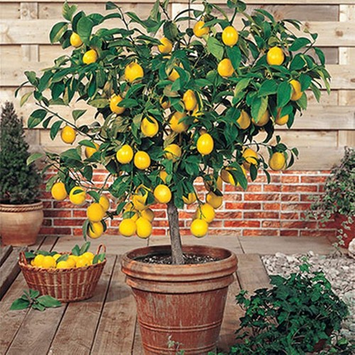 Meyer lemon tree - tree, fruit