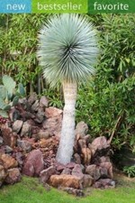 Beaked Yucca Tree Seeds for Planting (5 Seeds) - Yucca rostrata