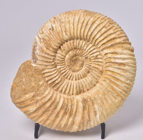 Ammonite perisphinctes middle - ammonite,