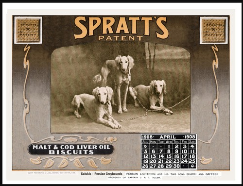 Saluki spratts dog food advert - dog,